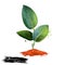 Raktachandana - Pterocarpus santalinus ayurvedic herb, tree. digital art illustration with text isolated on white. Healthy organic