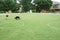 RALEIGH,NC/USA - 6-05-2020: A person walks his dog in Moore Square park in downtown Raleigh, NC. White circles are painted in the