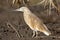 Ralreiger, Squacco Heron, Ardeola ralloides