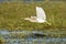Ralreiger, Squacco heron, Ardeola ralloides