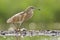 Ralreiger, Squacco Heron, Ardeola ralloides