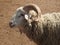 Ram of ancient breed of long-tailed sheep portrait sideview