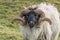 Ram with Big Curly Horns in Rural Ireland