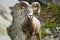 Ram big horn sheep