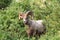 Ram bighorn sheep along the Grinnell Glacier Trail in Glacier National Park Montana