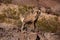 Ram desert big horn sheep