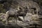 Ram and Ewe Bighorn Sheep Pair in Joshua Tree National Park