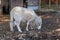 Ram in the farm, Italy