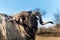 Ram grazing in a pasture. A view of the ram`s head. Autumn afternoon on the farm. Cattle breeding.