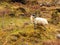 Ram Grazing in Rural Ireland