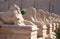 Ram-headed sphinxes at Karnak temple