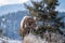 Ram male bighorn sheep standing on the edge of a cliff with frosty winter grasses