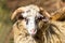 Ram or rammer, male of sheep