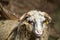 Ram or rammer, male of sheep