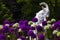 Ram sculpture and purple and white flowers at waddesdon manor