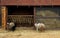 Ram, sheep and lambs near manger at the farm