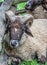 Ram (Sheep) Lying in Fenced Area