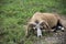 Ram sleeping in a field