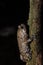 Ramanella mormorata  a species of narrow-mouthed frog endemic to the Western Ghats