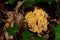 Ramaria aurea is a coral mushroom