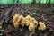 Ramaria aurea wild mushrooms