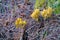 Ramaria botrytoides