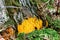 Ramaria flava, beautiful clavaria, handsome clavaria, yellow-tipped