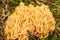 Ramaria flava, yellow coral mushroom