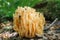 Ramaria flava, yellow coral mushroom edible growing in the forest