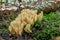 Ramaria. Fungus in the natural environment.