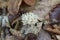 Ramaria mushroom,Wild Coral fungi or Ramaria mushrooms in autumn forest. Search and picking of mushrooms in forest