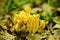 Ramaria stricta aka Strict Branch Coral, found in forest floor