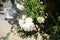 Rambler rose, Rosa \\\'Felicite et Perpetue\\\' blooms with white-pink flowers in July. Potsdam