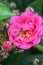 Rambler Rose Rosa Perfumy Siluetta, double pink-violet flower with hoverfly