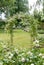 Rambling rose on a rose arch in a garden in England, UK