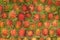 Rambutan-exotic fruits-Sapindaceae