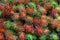 Rambutan fresh fruit background.