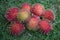 Rambutan fruit on green grass