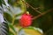 Rambutan is a fruit That is very popular to eat, planted in the garden,