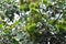 Rambutan, Nephelium lappaceum or Sapindaceae or Rambutan tree and ranbutan seed