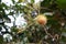 Rambutan Nephelium lappaceum tropical Exotic fruit