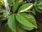 Rambutan plant leaves with raindrops sticking to the leaves