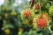 Rambutan, popular fruit in Thailand