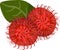 Rambutan Sweet Fruit Plant Vector Illustration