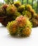 Rambutan three fruits hairy asia fruit on blurry background of fruit branches