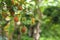 Rambutan tree in own home garden