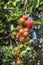 Rambutan on tree. Rambutan is a tropical fruit, sweet taste in Bali, Indonesia