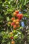 Rambutan on the tree. Rambutan is a tropical fruit, sweet taste in island Bali, Indonesia