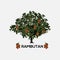 Rambutan tree. realistic -