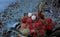 Rambutan, tropical fruit in wooden basket on table for sale, looks fresh and sweet.